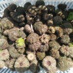 bahun-01